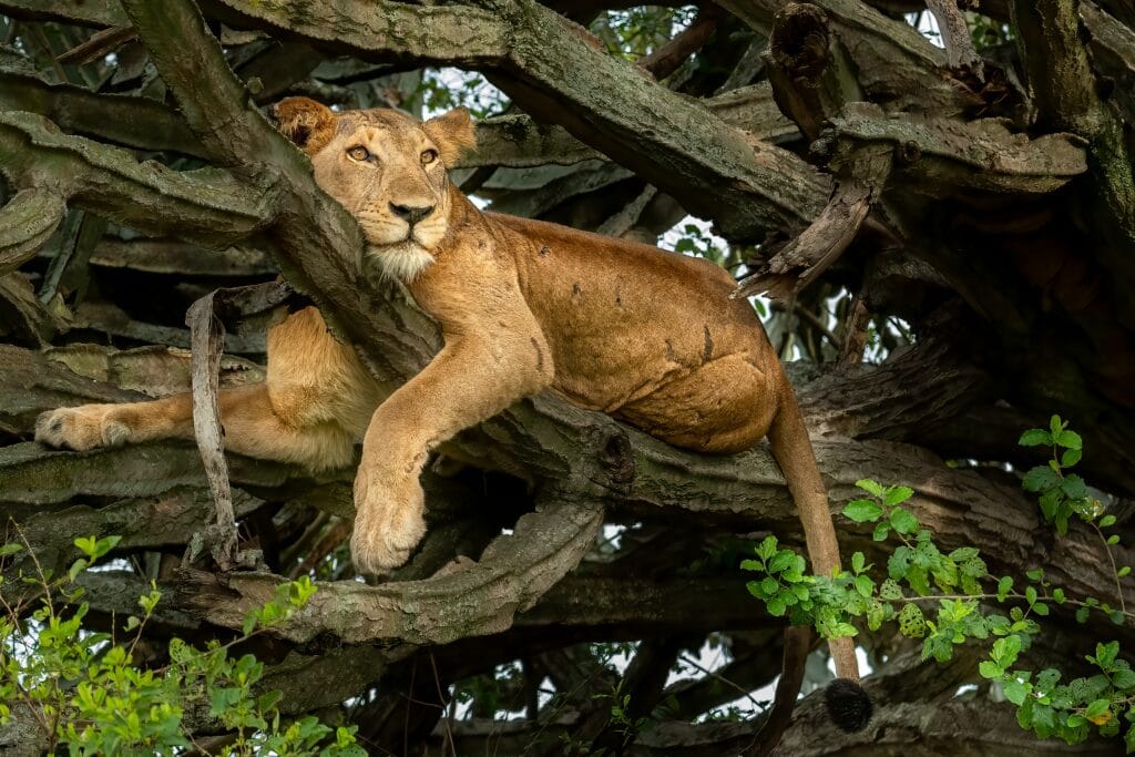 Træklatrende Løve i Queen Elizabeth Nationalparken Uganda » Tembo Safari Træklatrende Løve i Queen Elizabeth Nationalparken Uganda