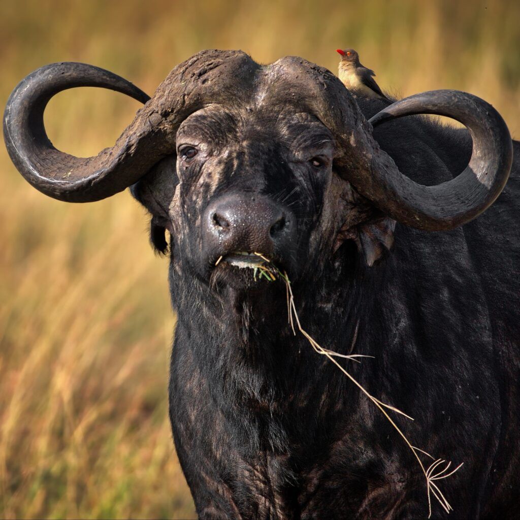 Bøffel » Tembo Safari