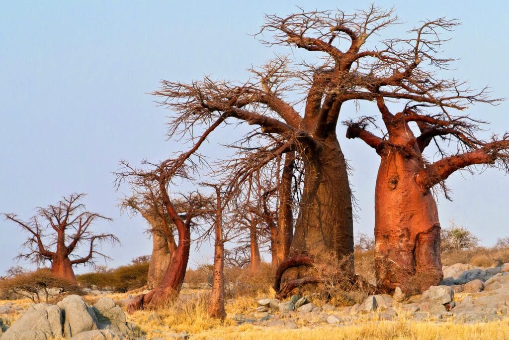 Makgadikgadi » Tembo Safari