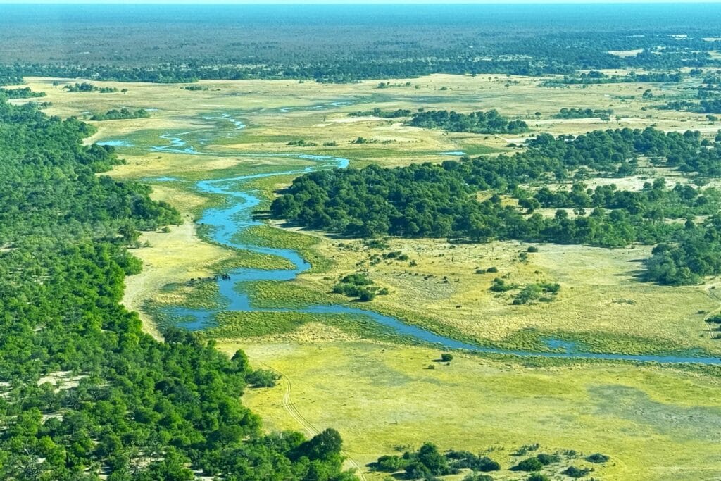 Moremi » Tembo Safari