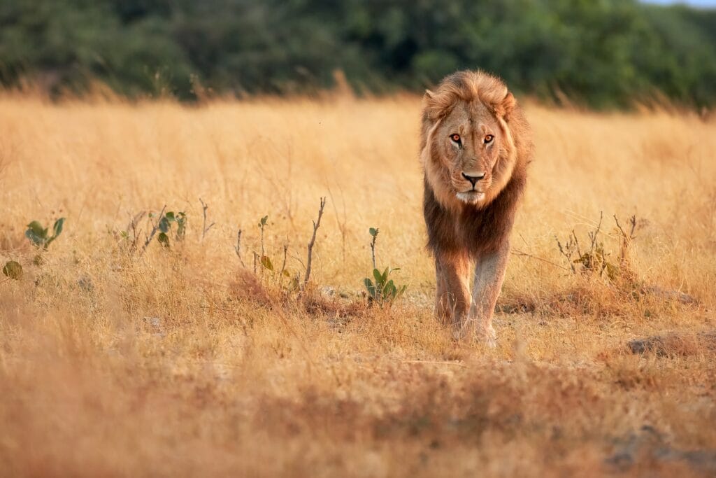 Big,Lion,Male,,Panthera,Leo,,Direct,View,,Eye,Contact,,Coming » Tembo Safari