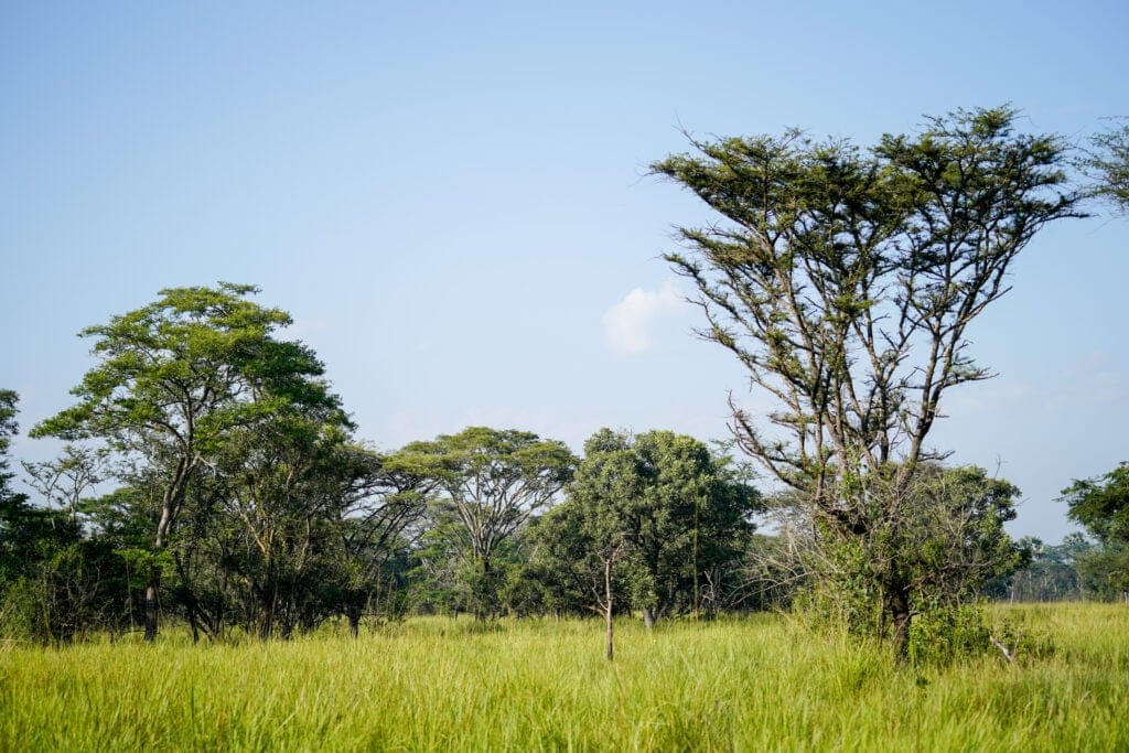 Landscape,In,Ziwa,Park » Tembo Safari