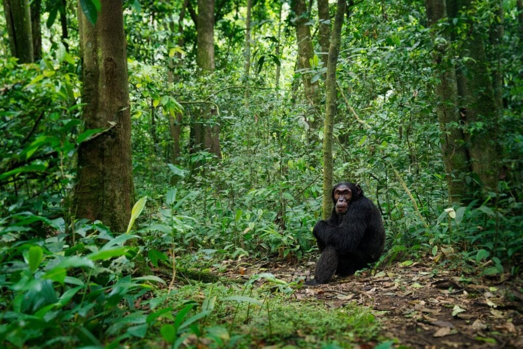 shutterstock_2391149837 » Tembo Safari