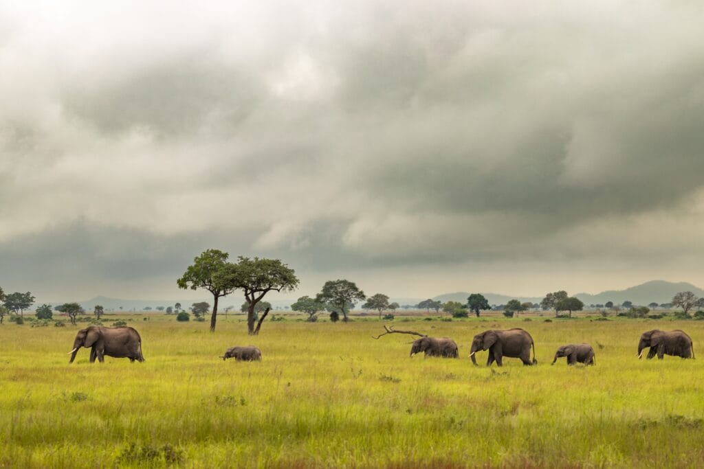 shutterstock_2428849727 » Tembo Safari