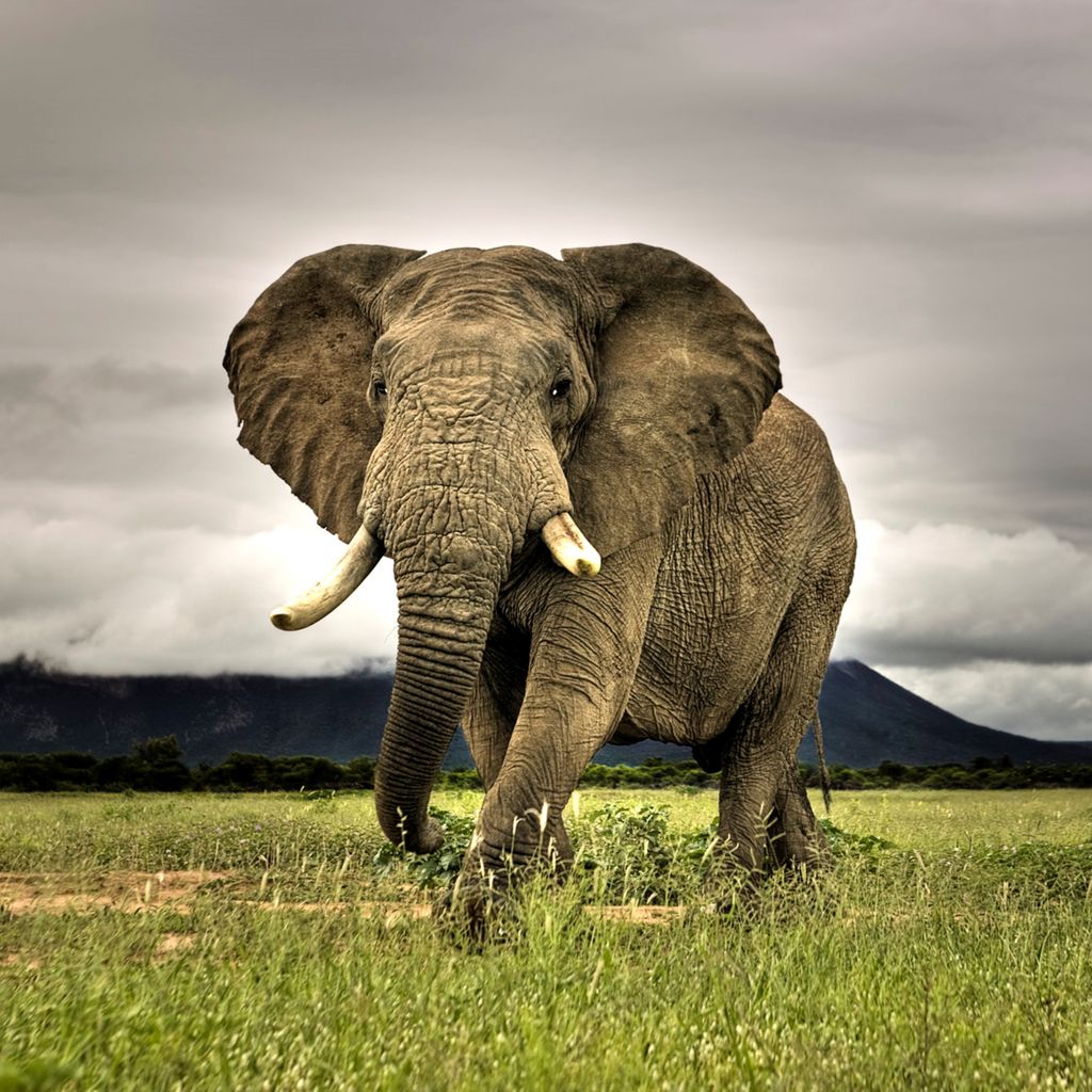 Elefant » Tembo Safari