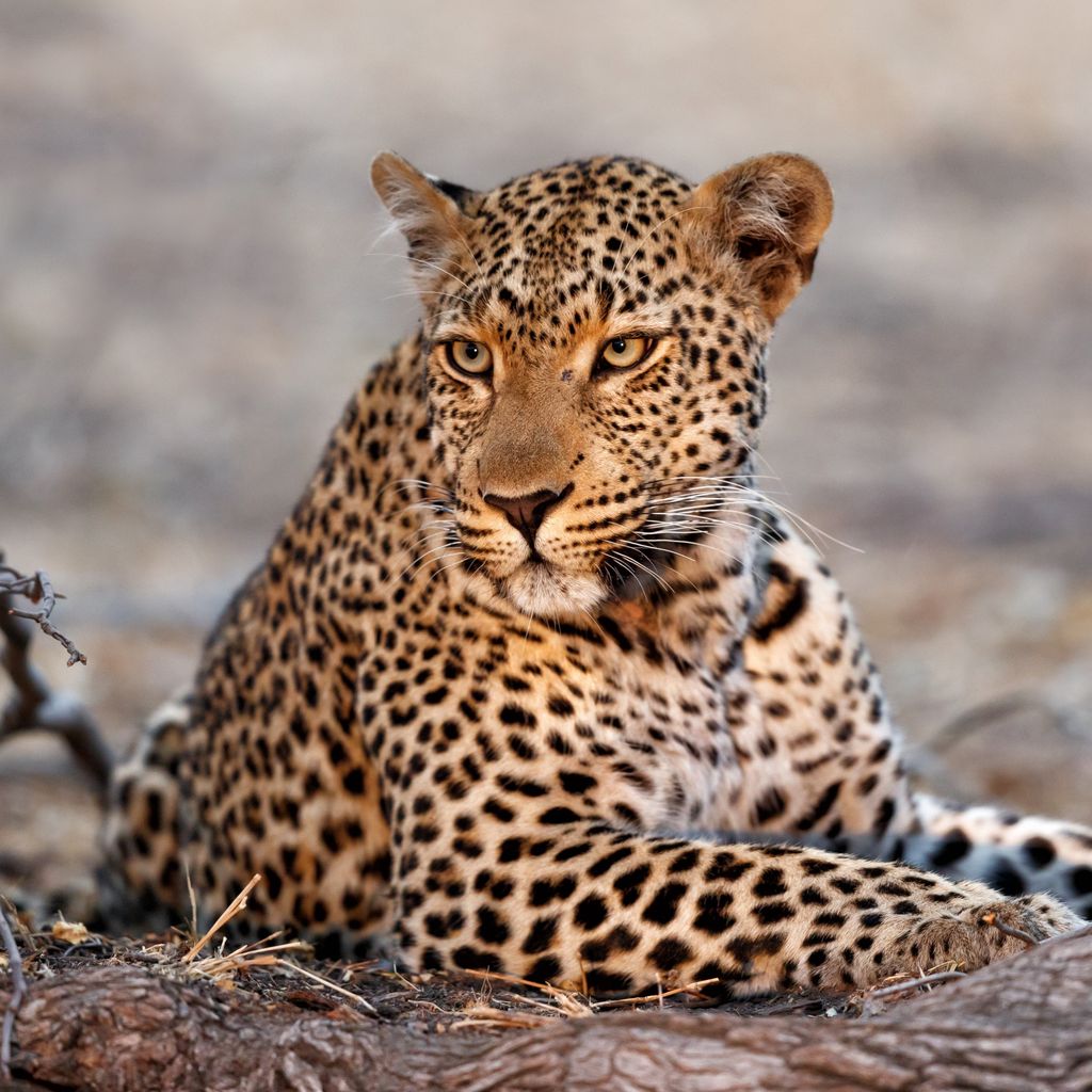 Leopard » Tembo Safari