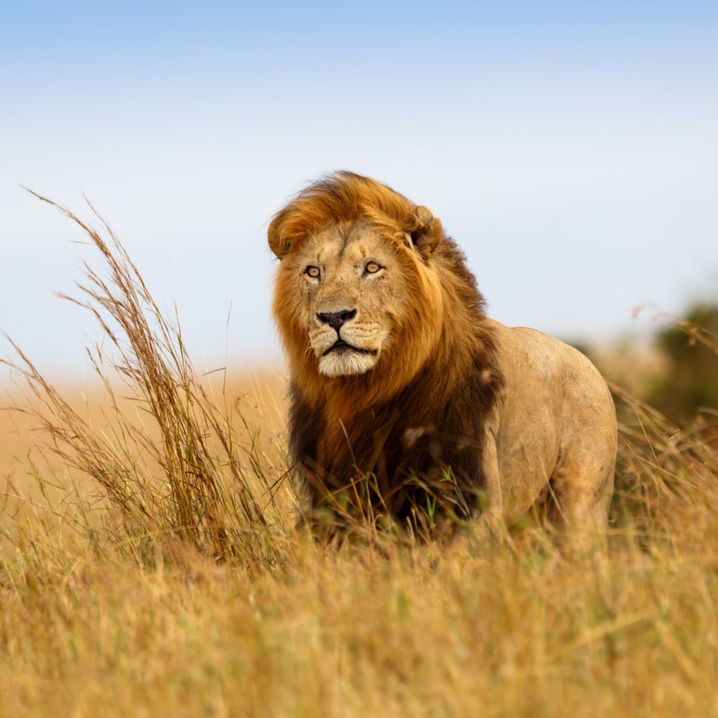 Løve » Tembo Safari