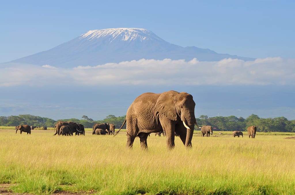 ElephantStandingAtAmboseliNationalParkWithKilimanjaroBackground » Tembo Safari