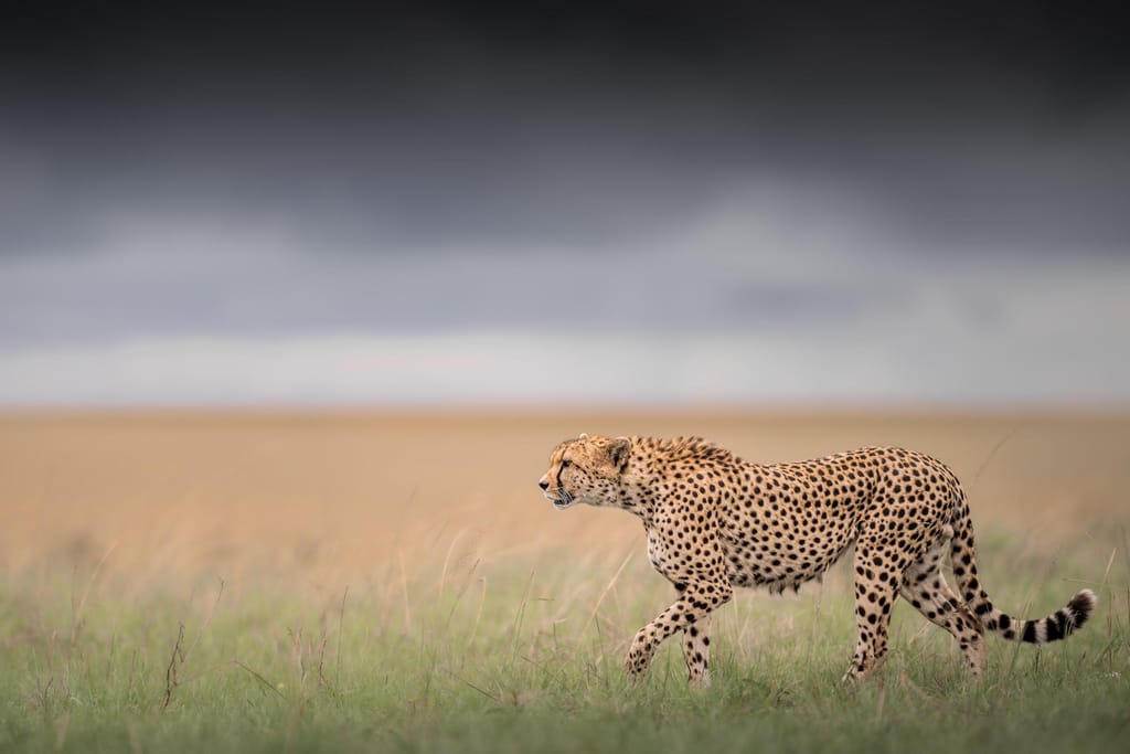 cheetah » Tembo Safari