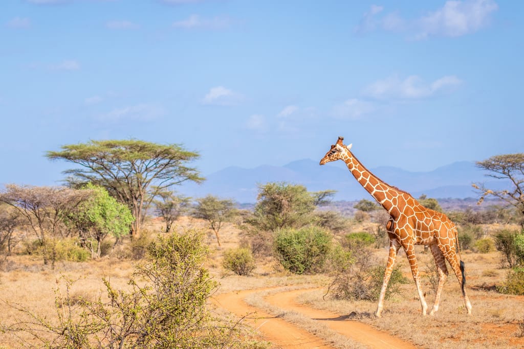 shutterstock_2250130701 » Tembo Safari