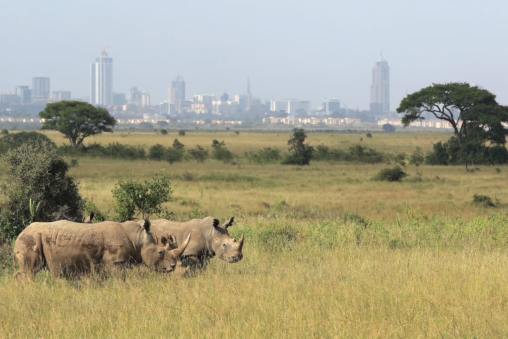 shutterstock_2441194693 » Tembo Safari