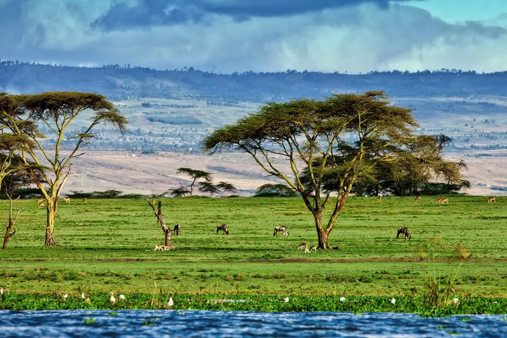 shutterstock_344645495 » Tembo Safari